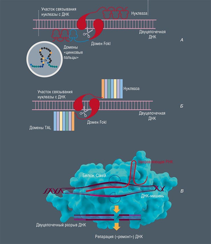 В настоящее время существует три главные системы нацеливания на нужное место в геноме для его редактирования. Первая основана на белковых модулях «цинковые пальцы» фермента zinc-finger (А). Каждый «цинковый палец» этой нуклеазы способен «узнать» и специфично связаться с определенной последовательностью ДНК из трех нуклеотидов.  Вторая, похожая система основана на белках TAL-эффекторы (Б). Каждый из белковых доменов TAL узнает один нуклеотид ДНК. Обе нуклеазы для «разрезания» ДНК используют нуклеазный домен FokI.  Самая популярная система редактирования генома CRISPR/Cas9 (В) в качестве структур, узнающих ДНК, использует короткие РНК. Идея создания такой системы родилась при изучении механизмов, которые бактерии используют для защиты от своих патогенных вирусов (бактериофагов). Основой системы является комплекс из белка Cas9, способного разрезать нить ДНК, и направляющей РНК, которая может распознавать и связываться с определенным участком ДНК-мишени