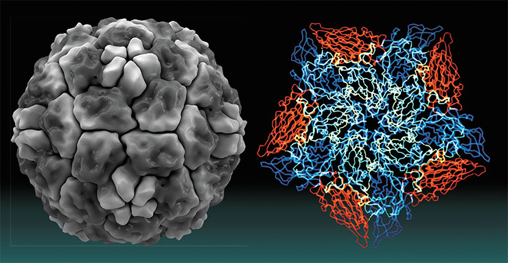Капсид (оболочка) риновируса человека HRV14 (слева) включает пентамеры, состоящие из копий трех оболочечных белков (разным цветом, справа). © CC BY-SA 4.0/ Thomas Splettstoesser и © ENERGY.GOV, Public Domain