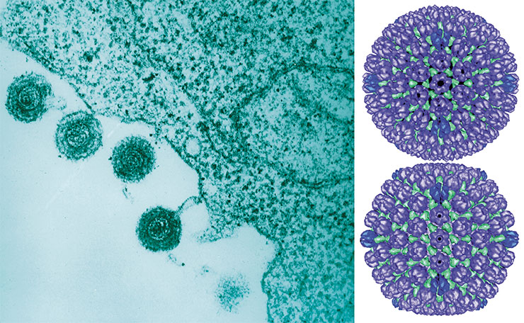 Слева – созревшие частицы вируса герпеса 6-го типа высвобождаются из инфицированного лимфоцита. © Bernard Kramarsky/National Cancer Institute, NIH. Public Domain. Справа – Внешняя белковая оболочка (капсид) вириона простого герпеса 1-го типа: прокапсид (вверху) и зрелый капсид (внизу). По мере созревания вируса отверстия в прокапсиде закрываются, чтобы стабилизировать оболочку. Изучение этого процесса может помочь определить, как патоген заражает клетки. © CC BY-NC-SA 2.0/Bernard Heymann, Ph.D., NIAMS Laboratory of Structural Biology Research, 2003