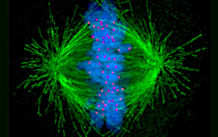 Митотическое веретено нормально делящейся клетки. Микротрубочки (зеленым цветом), соединенные с хромосомами (синим цветом) с помощью кинетохоров (красным цветом), «тянут» половинки удвоенных хромосом к противоположным полюсам клетки. Public Domain