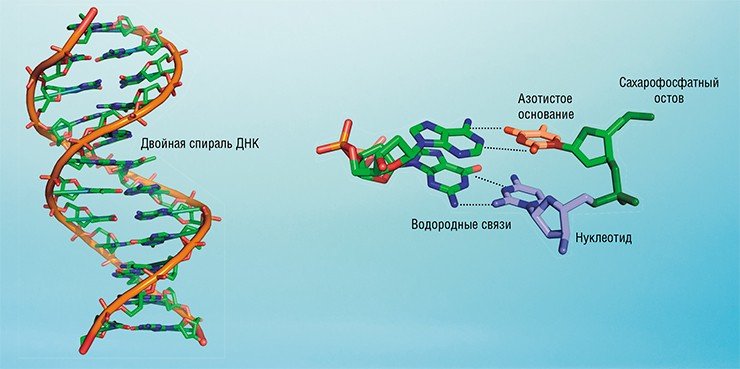 Нуклеиновые кислоты представляют собой природные биополимеры, состоящие из многократно повторяющихся звеньев-нуклеотидов. В состав каждого нуклеотида входит азотистое основание, моносахарид рибоза или дезоксирибоза и фосфатная группа, соединяющая нуклеотиды в единый сахарофосфатный остов. К остову ДНК присоединены основания четырех видов: аденин (А), гуанин (Г), тимин (Т) и цитозин (Ц). Основания двух молекул ДНК могут соединяться в пары водородными связами по принципу «комплементарности»: против А – только Т, против Г – Ц. Так формируется знаменитая двойная спираль ДНК
