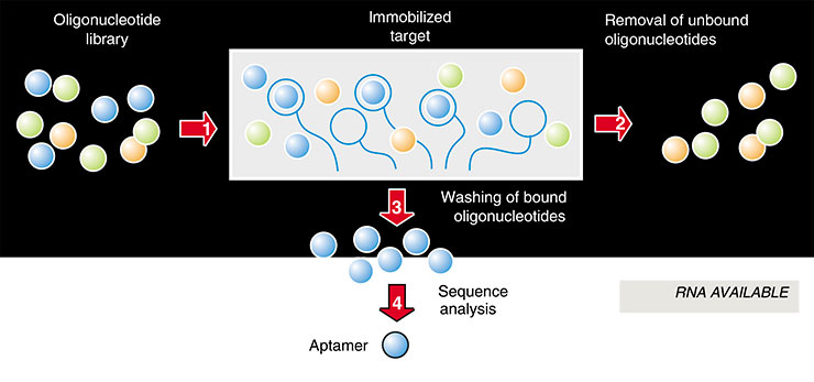 The principle of technology for molecular selection is very simple: first, several billions (!) of nucleic acid molecules with the same length but different compositions are synthesized and, second, the molecules with the required properties are selected from the mixture.. To obtain RNA capable of binding with certain substances, the latter molecules are immobilized in specialized columns. The RNA solution is passed through the column, and several RNA molecule of the multitude will inevitably bind to the ‘target’ molecules. The ‘fished-out’ RNA aptamers can be isolated and then reproduced by PCR