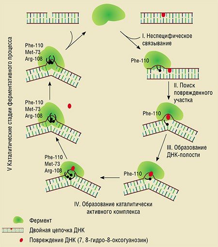 На примере взаимодействия фермента репарации Fpg с поврежденной ДНК, содержащей один окисленный нуклеотид, можно схематически описать пять первых стадий кинетического механизма ферментативного процесса. Сначала происходит неспецифическое связывание фермента. Затем фермент с помощью аминокислотного остатка Phe-110 встраивается между парами гетероциклических оснований и идет по цепи ДНК как плуг в борозде, тестируя ее на наличие поврежденного участка. В том случае, когда фермент опознает повреждение, происходит третья стадия процесса – выворачивание поврежденного основания. В результате в двойной нити ДНК образуется полость, в которую встраиваются еще два аминокислотных остатка фермента (Met-73 и Arg-108). После этого происходит подстройка конформации активного центра фермента и осуществление каталитических стадий процесса, заканчивающихся удалением поврежденного участка из цепочки ДНК. Стадией, лимитирующей скорость всего процесса, является распад соединения между ферментом и остатком рибозы, получающимся при разрезании цепи рибозофосфатного остова ДНК с двух сторон от поврежденного нуклеотида