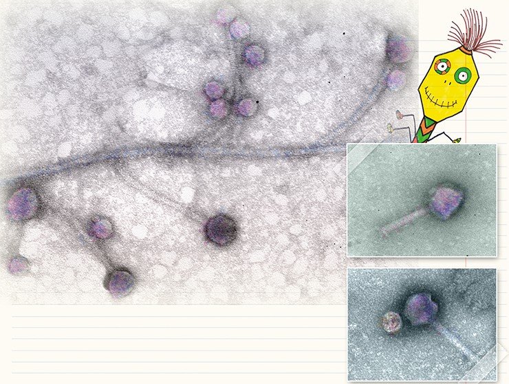 Методом негативного контрастирования хорошо выделяются разные морфологические формы бактериофагов. Например, в суспензии, полученной на основе клеточной культуры бактерии Proteus mirabilis, видны фаги разного размера, с «хвостом» и бесхвостые (вверху). Справа: бактериофаги разной формы в смыве с кишечника индюшки