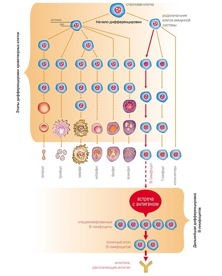 Схема кроветворения. Все клетки крови, включая лимфоциты, происходят из стволовых, т. е. недифференцированных, клеток красного костного мозга. Зрелые, но еще не специализированные для выполнения конкретных функций В-лимфоциты «встречаются» с антигенами – чужеродными молекулами, вызывающими иммунный ответ. В конечном итоге в организме появляются клоны специализированных В-лимфоцитов, которые производят антитела, специфично распознающие конкретные антигены
