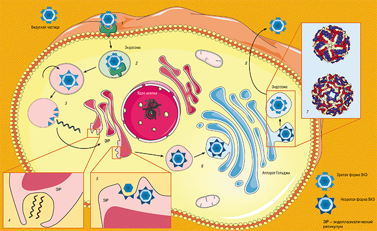 Схема жизненного цикла вируса клещевого энцефалита в зараженной клетке: Вирусные частицы связываются со специфическими рецепторами на поверхности клетки (1) и проникают внутрь в составе мембранного пузырька (эндосомы) (2). Низкий уровень pH в эндосомах запускает конформационные изменения белка E и последующее слияние вирусной оболочки с мембраной эндосомы: вирусная частица «раздевается» и ее генетический материал в виде молекулы РНК попадает в цитоплазму клетки (4). Размножение вируса происходит за счет синтеза антисмысловых (-) РНК, служащих шаблоном для синтеза геномных РНК вируса. Этот процесс идет внутри эндоплазматического ретикулума – внутриклеточного мембранного комплекса (5). Готовые нуклеокапсиды «одеваются» в белково-липидную оболочку (6), а затем созревают при прохождении через еще одну мембранную структуру клетки – аппарат Гольджи (7). Гладкие зрелые вирусные частицы выходят в цитоплазму и транспортируются к поверхности клетки, где высвобождаются во внеклеточное пространство (8). По: (Ruzek et al., 2019) 