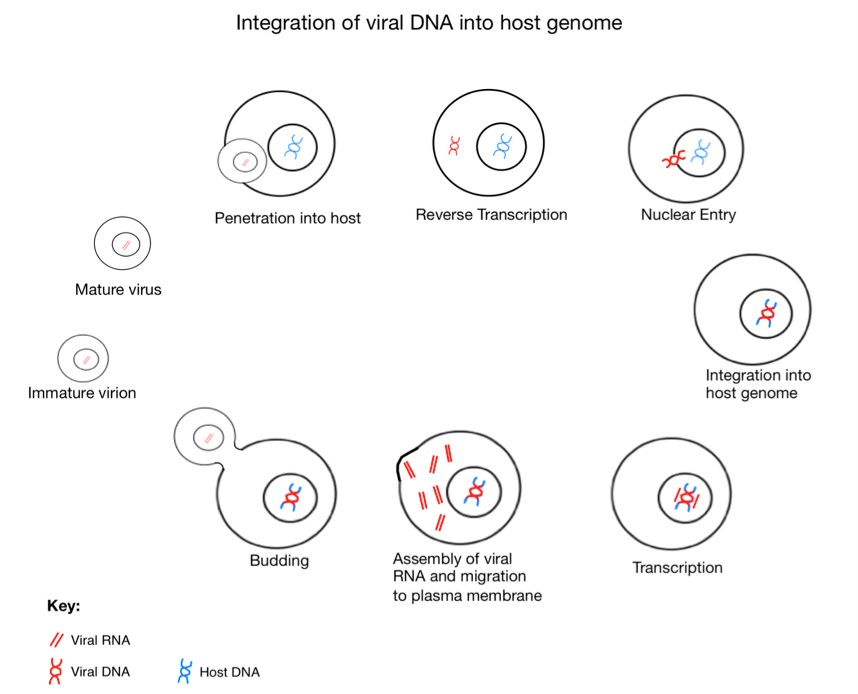 Интеграция вирусной ДНК (viral DNA) в геном хозяина (host genome)