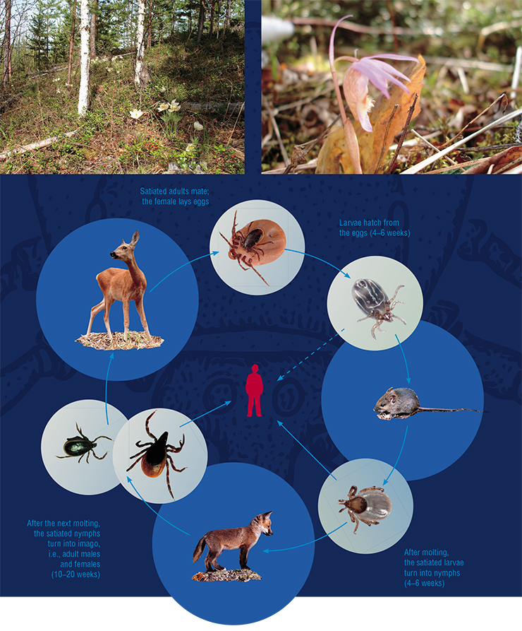 Ticks’ life cycle is complicated. A female tick lays eggs, from which larvae (six-legged) hatch. After molting, larvae transform into nymphs, and nymphs turn into adult ticks, called imago. The life cycle for different species of ixodid ticks varies from one to six or more seasons (years). At each stage of the cycle, the tick must at least once suck enough blood, with the larva, nymph, and imago feeding on different host animals. The larva sucks the blood of a small animal (rodent or bird). The nymph must find and attack a larger animal (squirrel, hedgehog, or rabbit). The adult tick feeds on other, even larger animals, such as moose or deer. However, some species of ticks have adapted to go through the entire life cycle on one host animal. It is only blood-satiated females that leave the host