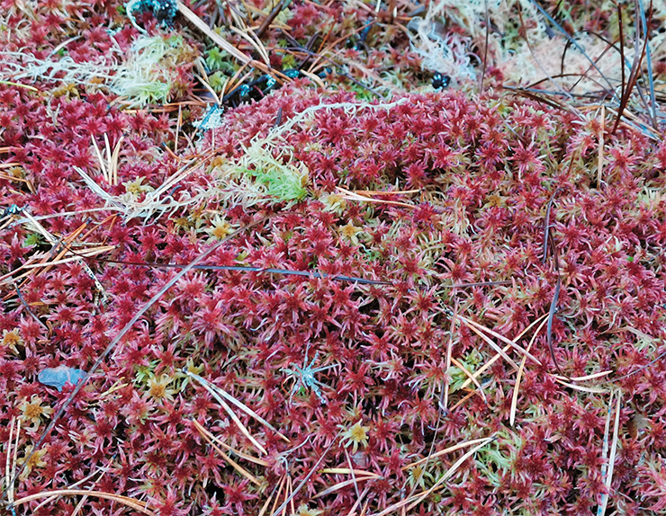 The Sphagnum moss cover is made up of individual small plants, which are not rooted in the substrate. Their upper part grows continuously, and the lower part gradually dies off. Thanks to its unlimited growth potential, each plant can live for decades or even centuries. Sphagnum leaves contain empty porous dead cells and can absorb many times as much water as their own live weight. The scientific name, Sphagnum, reflects this property (the Greek “sphagnos” means sponge). Photo: E. Shumkina