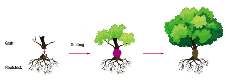 Grafting produces a sort of a centaur – a plant that consists of two genetically distinct individuals (the rootstock below and the graft above). While the genomes of both plants remain unchanged, there remains a possibility of genetic exchange between the rootstock and the graft, e.g. via RNA