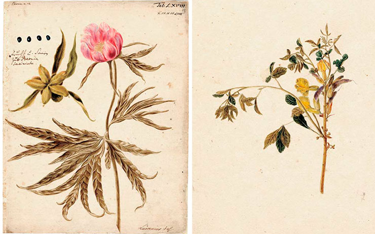Left: Paeonia. Drawing by J. W. Lursenius for Vol. 4 of Flora Sibirica by J. G. Gmelin (1769). Watercolor, pencil. St. Petersburg Branch, Archives of the Russian Academy of Sciences. Register I. Description 105. Case 22. Sheet 19. Right: Caragana sibirica. Drawing by J. Decker for Vol. 4 of Flora Sibirica by J. G. Gmelin (1769). Watercolor, pencil. St. Petersburg Branch, Archives of the Russian Academy of Sciences. Register I. Description 105. Case 22. Sheet 16