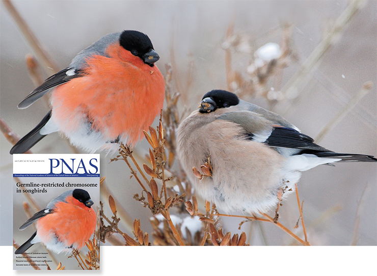 Our little bird on the cover of Proceedings of the National Academy of Sciences (2019). Elena Shnaider gave us this photo of a bullfinch – shown here with the publisher’s permission