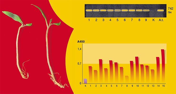 Из более чем 2000 генетически трансформированных проростков томата было отобрано около двух десятков растений, у которых полимеразная цепная реакция (ПЦР) показала присутствие в их тканях гена TBI-HBs. 1–9 – ДНК из плодов индивидуальных трансгенных растений; К – ДНК из плода контрольного растения; A.t. – ДНК гена, клонируемого в плазмиде почвенной бактерии Agrobacterium tumefaciens (справа вверху). В листьях и плодах трансгенных томатов поколения Т1 обнаружен конечный продукт экспрессии гена – химерный белок TBI-HBsAg. По уровню продукции белка наблюдалось клоновое разнообразие, что обусловлено положением трансгена в геноме растения. 1–15 – плоды индивидуальных трансгенных растений; К – плод контрольного растения (справа внизу). Слева – крохотные стерильные проростки томатов подверглись генетическиой трансформации уколом иглы, содержащей агробактерию с гибридной плазмидой
