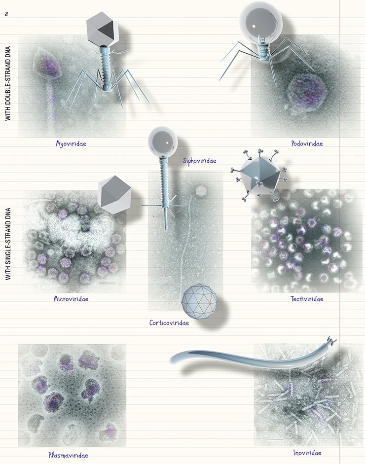 The scheme of morphotypes of prokaryotic viruses by Ackermann presents the diversity of morphological characteristics of the known bacteriophages to the fullest. The scheme contains 10 families of bacterial viruses and 11 families of archaeal viruses; it takes into account the main taxonomic characters of the phages, namely the shape of capsid and type of nucleic acid: (a) DNA or (b) RNA (Ackermann, 2007). As a rule, the head of a bacteriophage is symmetrical and has a hexagonal outline. Bacteriophages can be tailless but can have an additional envelope (family Corticoviridae), while the absence of the head is a specific feature of the family Inoviridae, which comprises filamentous bacteriophages