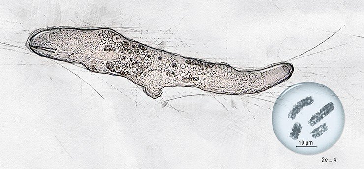 Среди обитателей Байкала самое маленькое хромосомное число 2n = 4 имеет свободноживущий ресничный червь Gyratrix hermaphroditus (Ehrenberg, 1831), встречающийся на дне пресноводных водоемов и морей. Фото О. Тимошкина (ЛИН СО РАН, Иркутск)