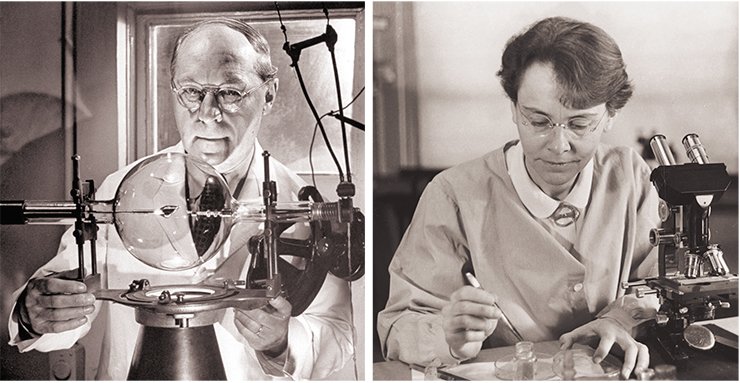 Telomeres were discovered by two well-known American geneticists: German Muller, who worked with the much loved Drosophila fly, and Barbara McClintock, a winner of the Nobel Prize in physiology and medicine; the research subject was maize, another favorite of selectioners and geneticists. Public Domain
