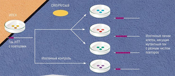 Система геномного редактирования CRISPR/Cas9 сегодня используется для создания клеточных линий, моделирующих болезнь Гентингтона, через получение индуцированных плюрипотентных стволовых клеток (ИПСК) из соматических клеток человека