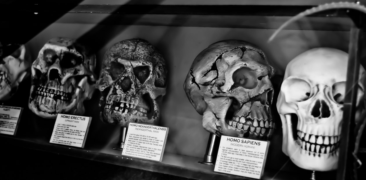 Черепа современного человека, неандертальца и человека прямоходящего