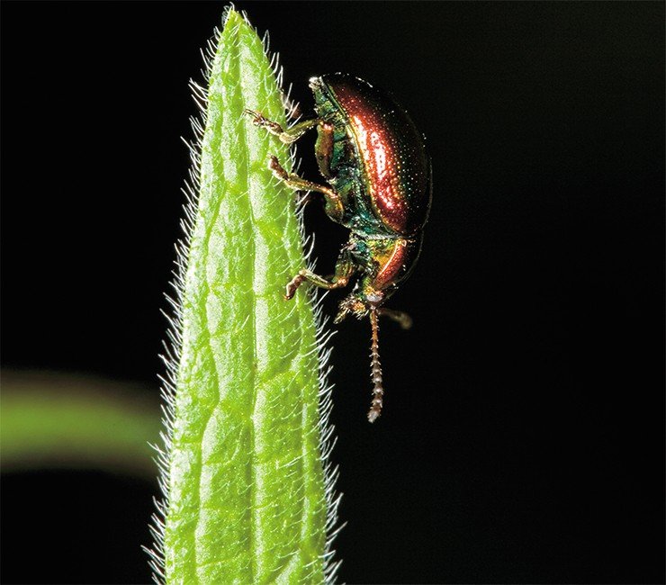 Сверкающая драгоценность – жук-листоед (Chrysolina graminis). Семейство листоедов (или листогрызов), к которым отосятся и гораздо менее симпатичные колорадские жуки, – одно из крупнейших среди жесткокрылых (свыше 25 тыс. видов), хотя сами жуки невелики