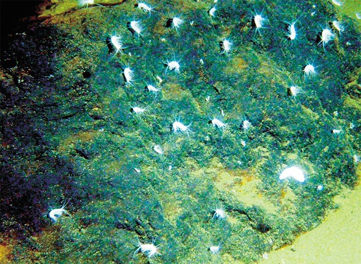 Уникальные подводные байкальские пейзажи из окна иллюминатора. Фото М. Усольцевой (ЛИН СО РАН)