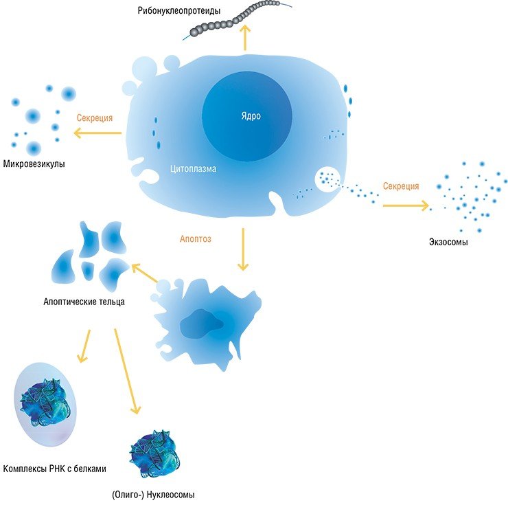 Пути появления в организме эндогенных внеклеточных нуклеиновых кислот можно разделить на два основных типа. К первому относится активная секреция их клетками в составе различных везикулярных структур – таким образом переносятся преимущественно матричные и малые РНК. Второй тип связан с разрушением клеток в ходе запрограммированной клеточной смерти (апоптоза) или некроза