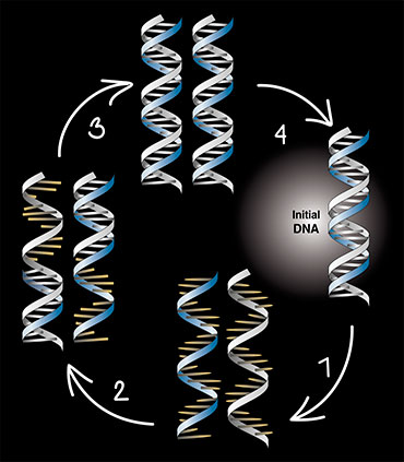 The method of polymerase chain reaction, allowing for ‘multiplying’ nucleic acids in an unlimited quantity, made a genuine revolution in biology. The essence of this method is very simple: a DNA double helix is separated by heating and the strand complementary to the initial is formed using each initial strand as a template. As a result, two double-stranded DNAs are produced from one, four from two, etc. The process can be continued endlessly!
