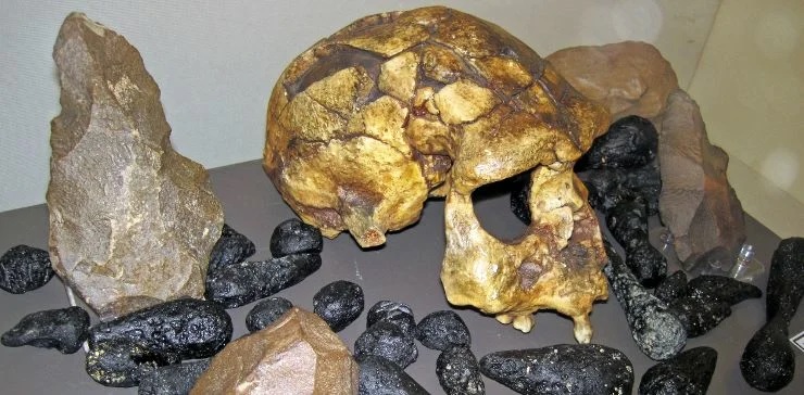 Череп Homo erectus (Индонезия) 