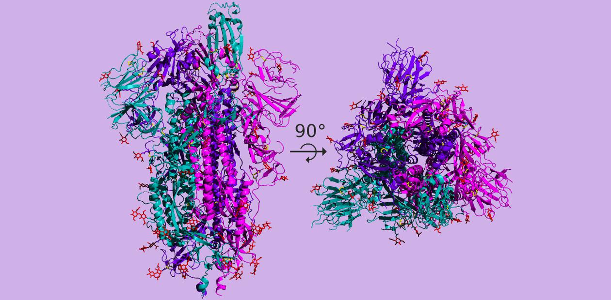 Белок-шип коронавируса SARS-CoV-2. Верхняя часть белка (слева) – домен связывания с клеточным рецептором АПФ2 человека