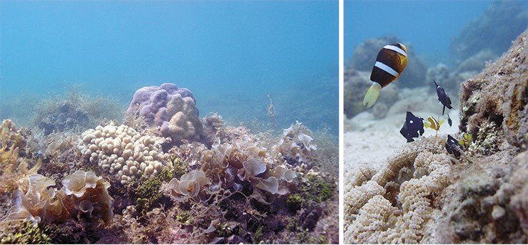 Лагуна (фото слева) и склон кораллового рифа (фото справа) – наиболее богатые жизнью участки этого уникального тропического морского биоценоза 