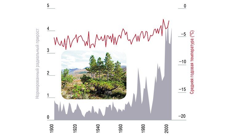 Вызванное потеплением увеличение радиального прироста ствола у деревьев в 80-е годы прошлого века совпала с началом формирования ствола у стланиковых форм кедра