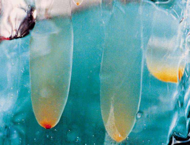 Пальцевидные полости в толще байкальского льда заполнены талой водой и оранжеватыми колониями динофитовых водорослей