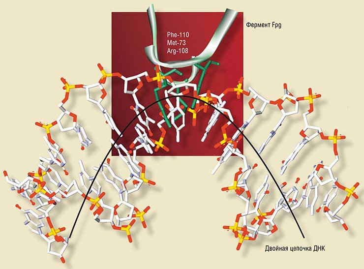 На одной из стадий «работы» фермента репарации Fpg в поврежденную ДНК встраиваются аминокислотные остатки (Met-73, Arg-108 и Phe-110) белковой молекулы фермента. При этом рибозо-фосфатный остов ДНК изгибается, выворачивая поврежденное основание ДНК в активный центр фермента. Вверху – кристаллическая структура комплекса ДНК с ферментом Fpg в активном состоянии. Данные рентгеноструктурного анализа из базы PDB, код структуры – 1K82