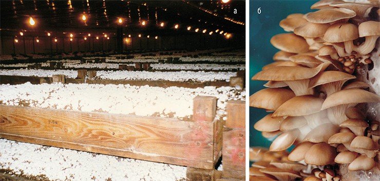 Популярные культивируемые грибы: а – шампиньон (Agaricus bisporus) (США, 1995); б – вешенка устричная (Pleurotus ostreatus) (Новосибирск, 2008); в – шиитаке (Lentinus edodes) (США, 2005)