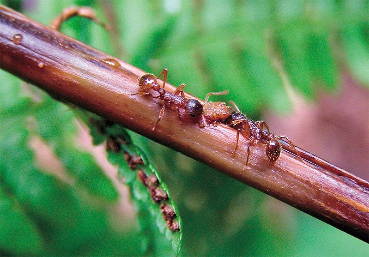 Известно, что муравьи вступают в «тесные» отношения с различными насекомыми, питающимися соком растений: взрослые особи потребляют сладкие выделения насекомых-симбионтов, в свою очередь обеспечивая им определенную защиту от врагов. На Алтае важным источником углеводной пищи для муравьев оказались личинки папоротникового пилильщика. Уникальность этого трофосимбиоза в том, что личинки пилильщиков практически все время скрыты от муравьев внутри своих «квартир» – черешков ваий (листьев) папоротника, поэтому все взаимодействия происходят около отверстий в вайе, служащих личинкам для дыхания и выделения. Фото Т. Новгородовой