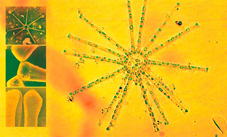 Планктонная диатомовая водоросль Asterionella formosa (звездочка тайваньская) при наблюдении в электронный микроскоп