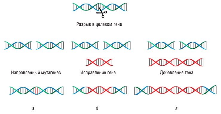Система CRISPR/Cas позволяет разрезать цепь ДНК в одном, строго определенном месте. Репарация («ремонт») ДНК в месте разреза может происходить по пути негомологичного соединения концов, в результате чего с большой частотой возникают мутации (а). Если же в клетку доставить искусственно синтезированную донорскую молекулу, которая гомологична участку разрыва, то таким образом можно произвести либо замену участка гена (б), либо направленную встройку трансгена (в)