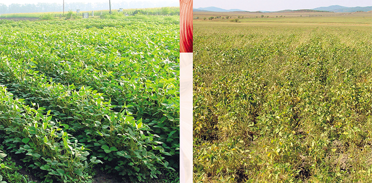 Genome editing has made it possible to produce high-yield plants resistant to pests and herbicides. Left – crops of genetically modified glyphosate-resistant soy; right – crops of regular soy infested with weeds. Photo: V. Dorokhov. Based on (Dorokhov, 2004)