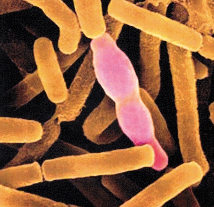 Делящиеся и спорулирующие клетки Bacillus anthracis, возбудителя сибирской язвы