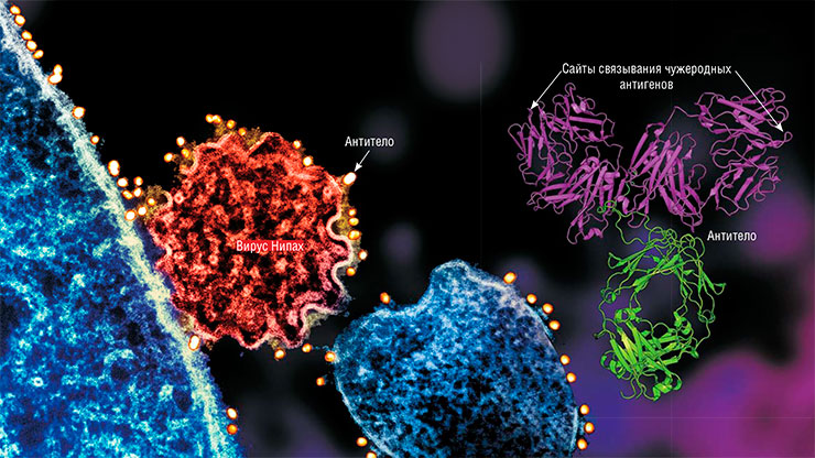 Антитела – крупные защитные белки (справа) – способны специфически связываться с патогенами и даже нейтрализовать их. Слева – частица вируса Нипах, отпочковавшаяся от поверхности зараженной клетки. С поверхностными вирусными гликопротеинами связались антитела с частицами золота, пометив вирион. © CC BY 2.0/ NIAID, NIH