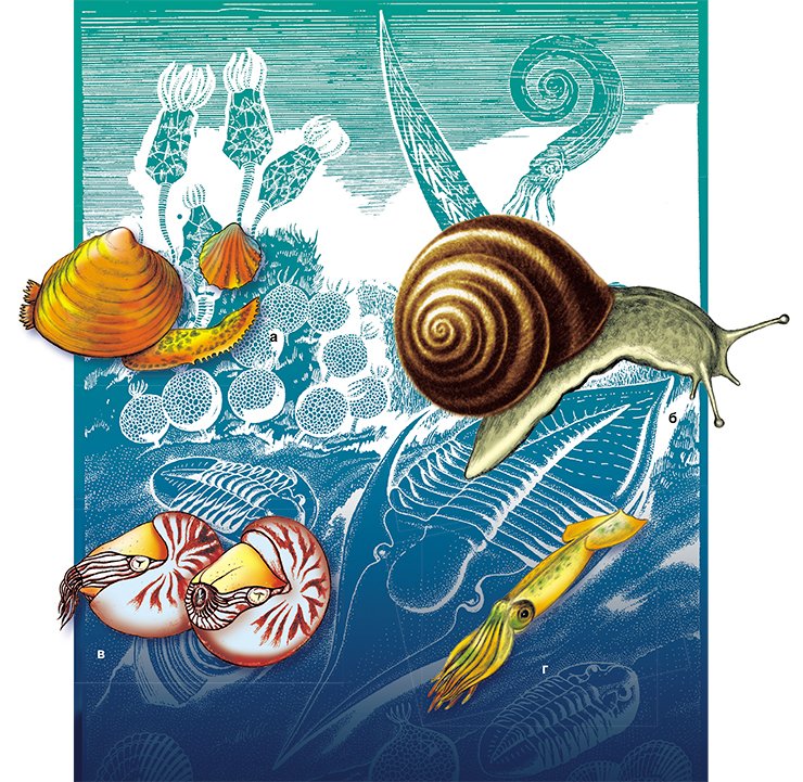Разные типы моллюсков: а – двустворки; б – гастроподы; в, г – головоногие. Рис. С. Наугольных