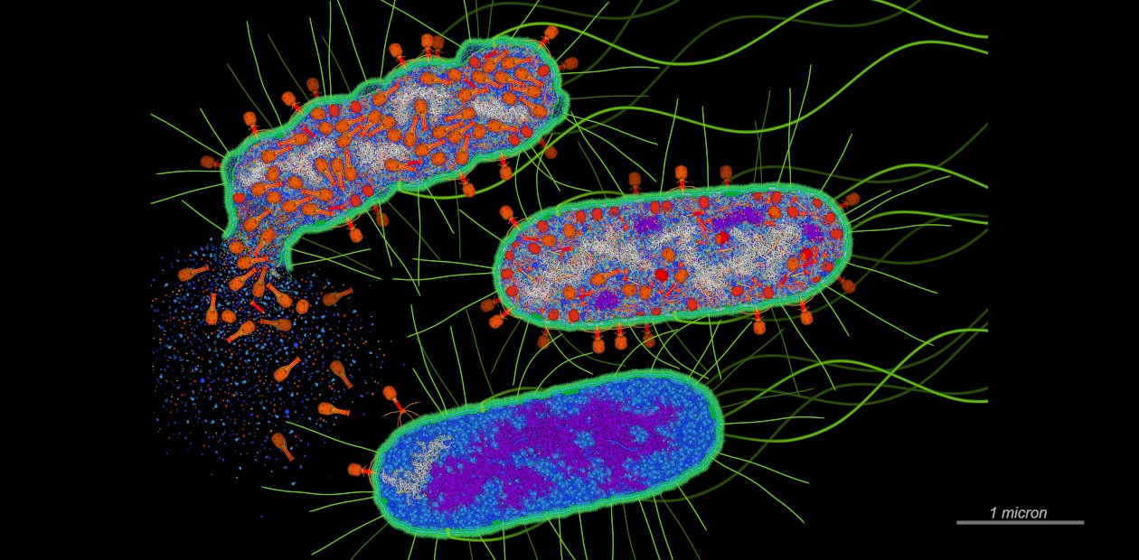 Атака бактериофагов на кишечную палочку (E. coli). В зараженной клетке происходит множественное копирование фага, затем клетка «взрывается», высвобождая новые фаговые частицы, которые заражают новые бактерии. CC BY 4.0/DavidGoodsell
