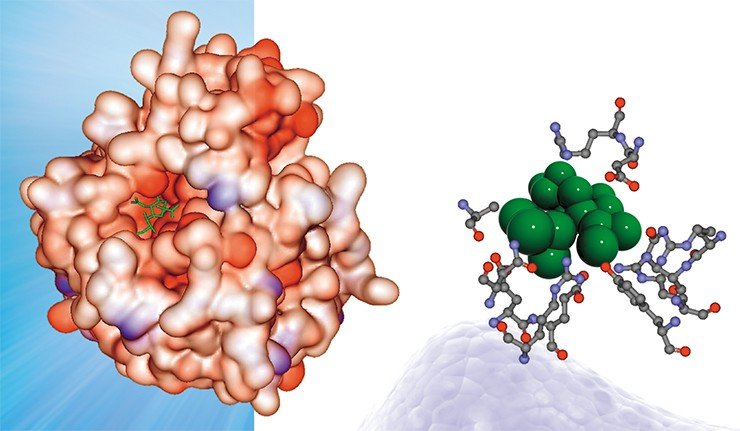Слева: участок белковой молекулы, связанный с низкомолекулярным соединением. Справа: Пример «экстрагированного» из белка сайта связывания белка с низкомолекулярным лигандом, информация о котором заносится в базу данных PDBSite