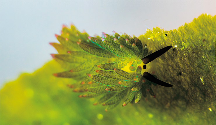 У морского слизня (Costasiella kuroshimae) украденные хлоропласты находятся в листообразных выростах на поверхности тела, что увеличивает эффективность фотосинтеза. © Rickard Zerpe