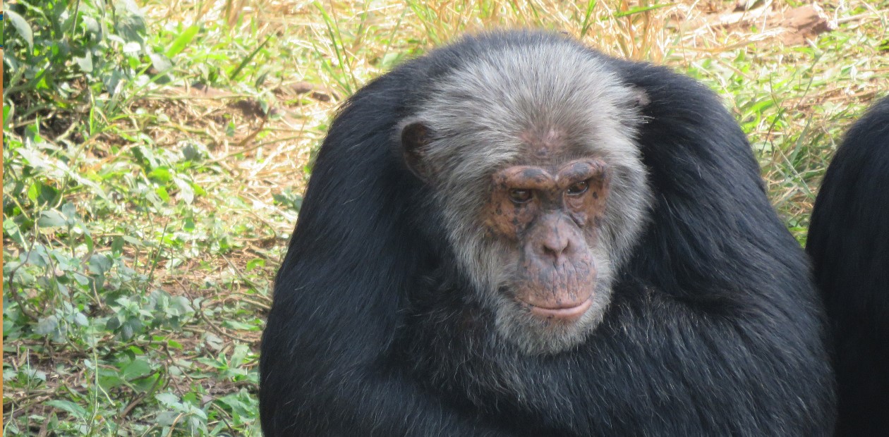 Старый шимпанзе в заповеднике на о. Нгамба. Credit: Venture Uganda Travel