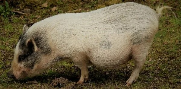 Гёттингенский мини пиг – порода миниатюрных свиней, выведение которой началось еще в 1960-х гг в Институте селекции животных и генетики при Университете Гёттингена (Германия)