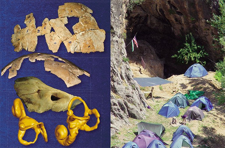 The results of the study of the cranium and teeth from the Obi-Rakhmat Grotto have proved to be sensational: the Obi-Rakhmat hominin has revealed mixed Neanderthal and modern human features, and many of its morphological characteristics have no paleoanthropological analogs. Top: the reconstructed part of the cranium. A temporal bone fragment. Bottom: Tomography reconstruction of the periodic bone labyrinthine