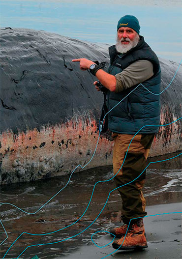 The necropsy of the dead sperm whales was lead by Peter van der Volf, a Dutch expert who had studied cetaceans for many years and was closely familiar with the procedure