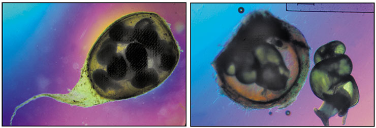 Слева – кладка Megalovalvata demersa, содержащая несколько яиц. Справа – Яйцевая капсула и вылупившийся моллюск Baicalia carinata (Baicaliidae). Фото П. Репсторфа