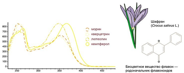 Электронные спектры флавоноидов: морина, кверцетрина, лютеолина и кемпферола. Все приведенные флавоноиды поглощают энергию практически в одном спектральном диапазоне и – поэтому окрашивают волокна в один и тот же цвет