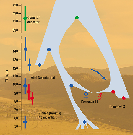 Scheme of interactions and gene flows between the Neanderthal (blue markers) and Denisovan (red markers) populations, which had split about 350,000 years before they disappeared. The common descendant is Denisova 11. Denisova 3 is the first discovery of the Denisovan man, whose genome also contains a small fraction of Neanderthal genes. Adapted from: (Slon, Mafessoni, Vernot, et al., 2018)